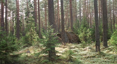 metsä