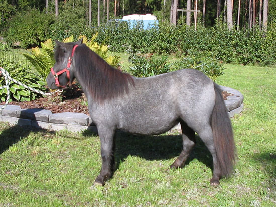 daisy-delight2 (123K)