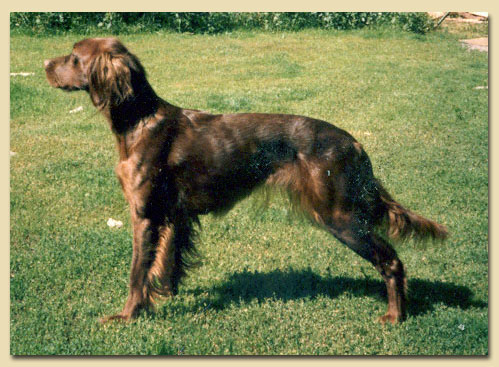 Redseeker Brisse 1983