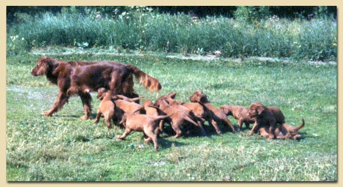 Redseeker Liira ja pennut 1980