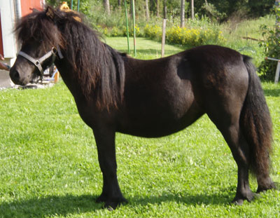 Baronessa (42K)