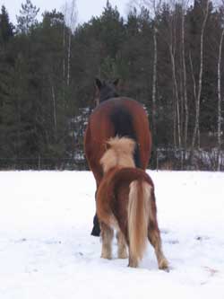 Leevi1 (7K)