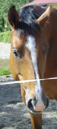 raipe (12K)