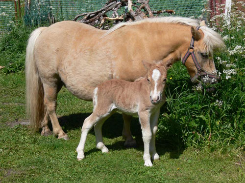 svante (69K)